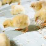 Chicks on Chick paper